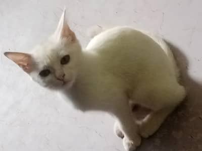 cat hai bht hi pyari