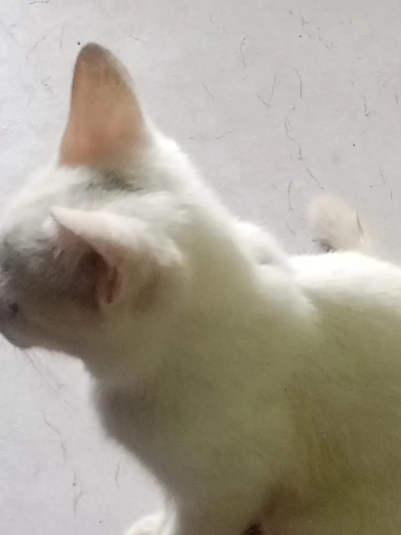 cat hai bht hi pyari — photo 2
