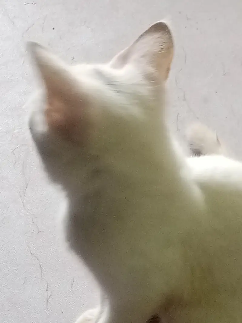 cat hai bht hi pyari — photo 3