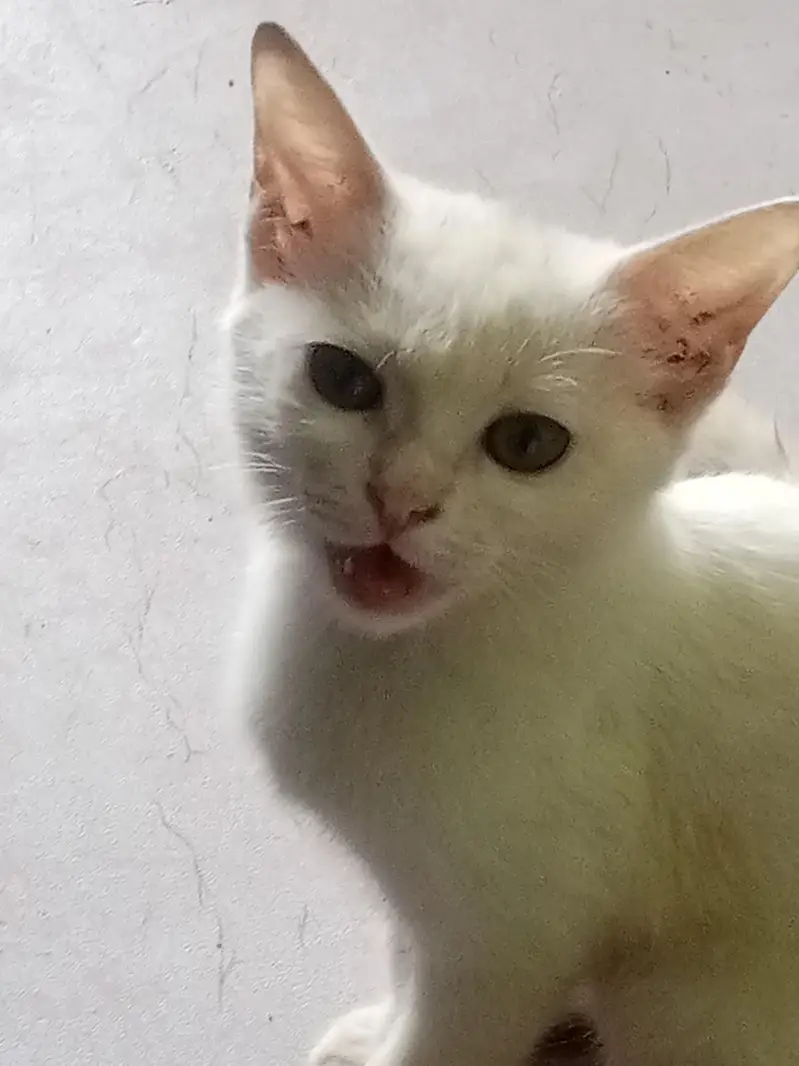 cat hai bht hi pyari — photo 4