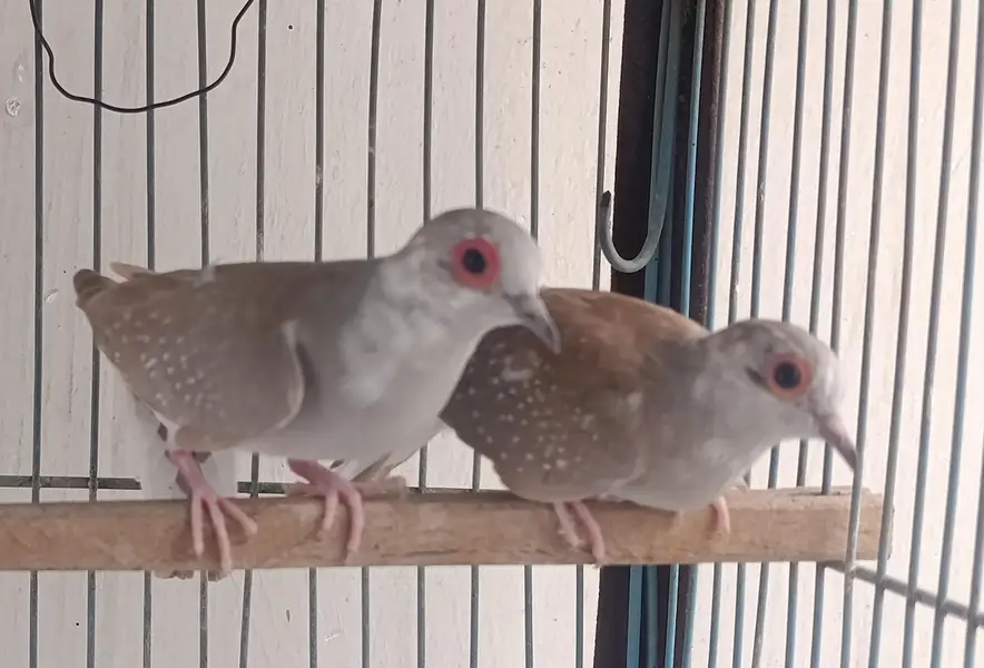Red pied dove 5 pcs 400 per pcs — photo 4
