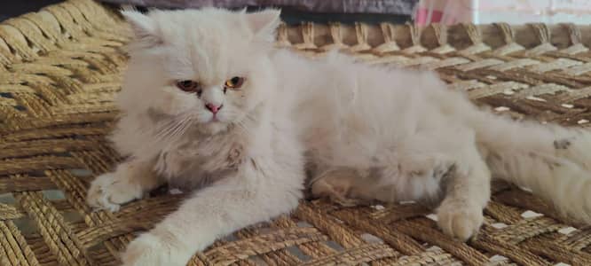 female cat