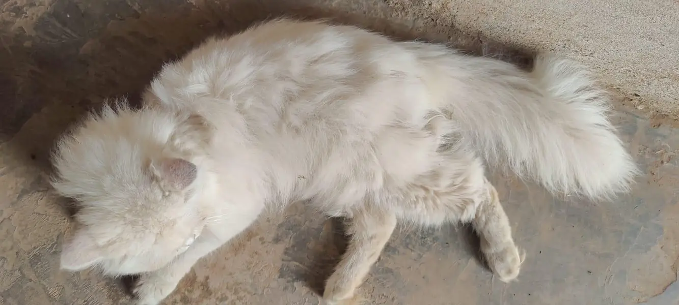 female cat — photo 2