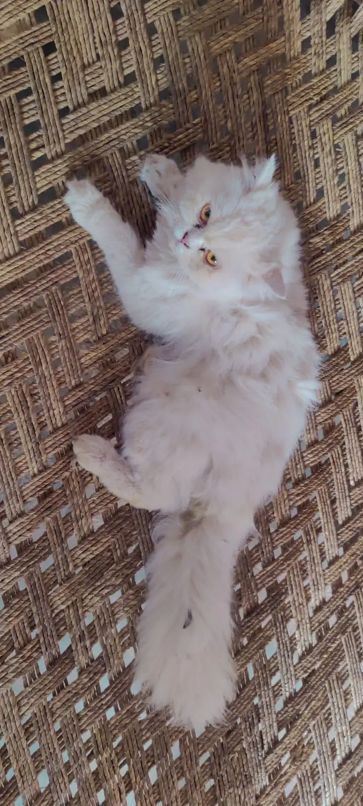female cat — photo 3