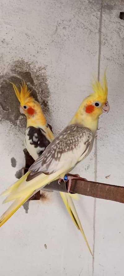 exi cocktiel