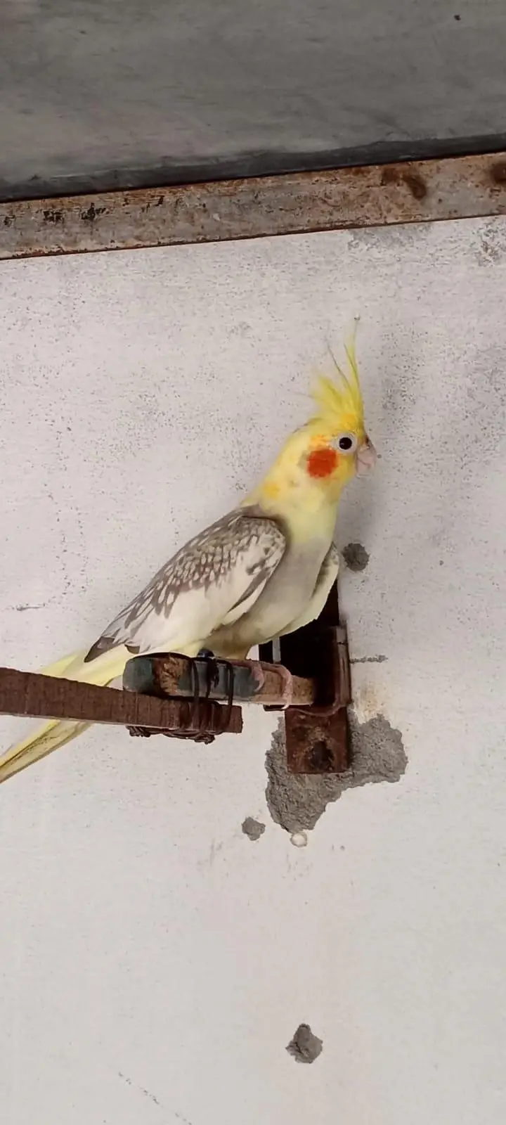 exi cocktiel — photo 2