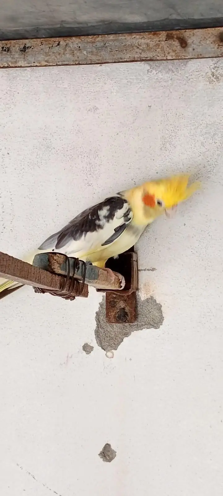 exi cocktiel — photo 3