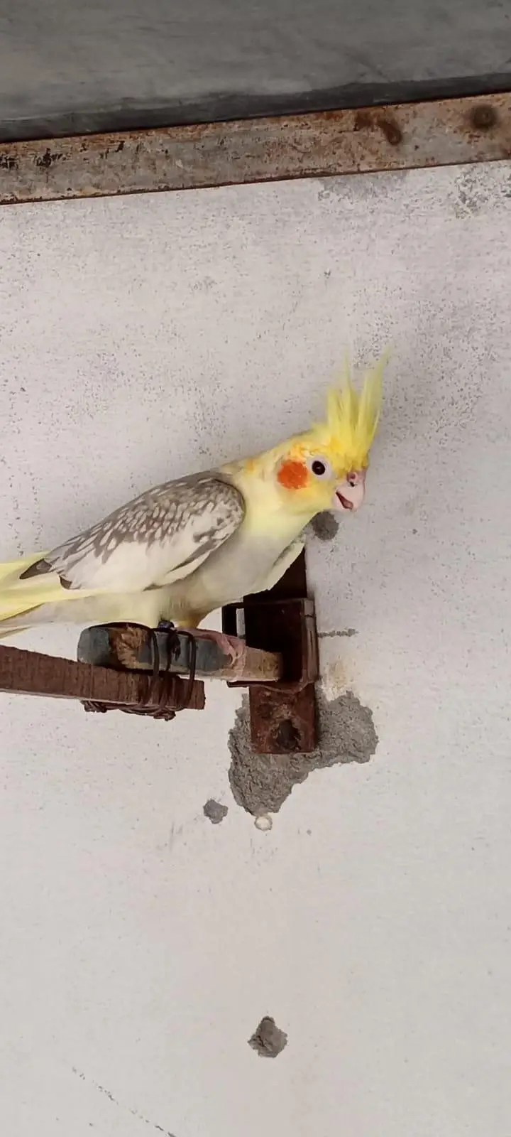 exi cocktiel — photo 4