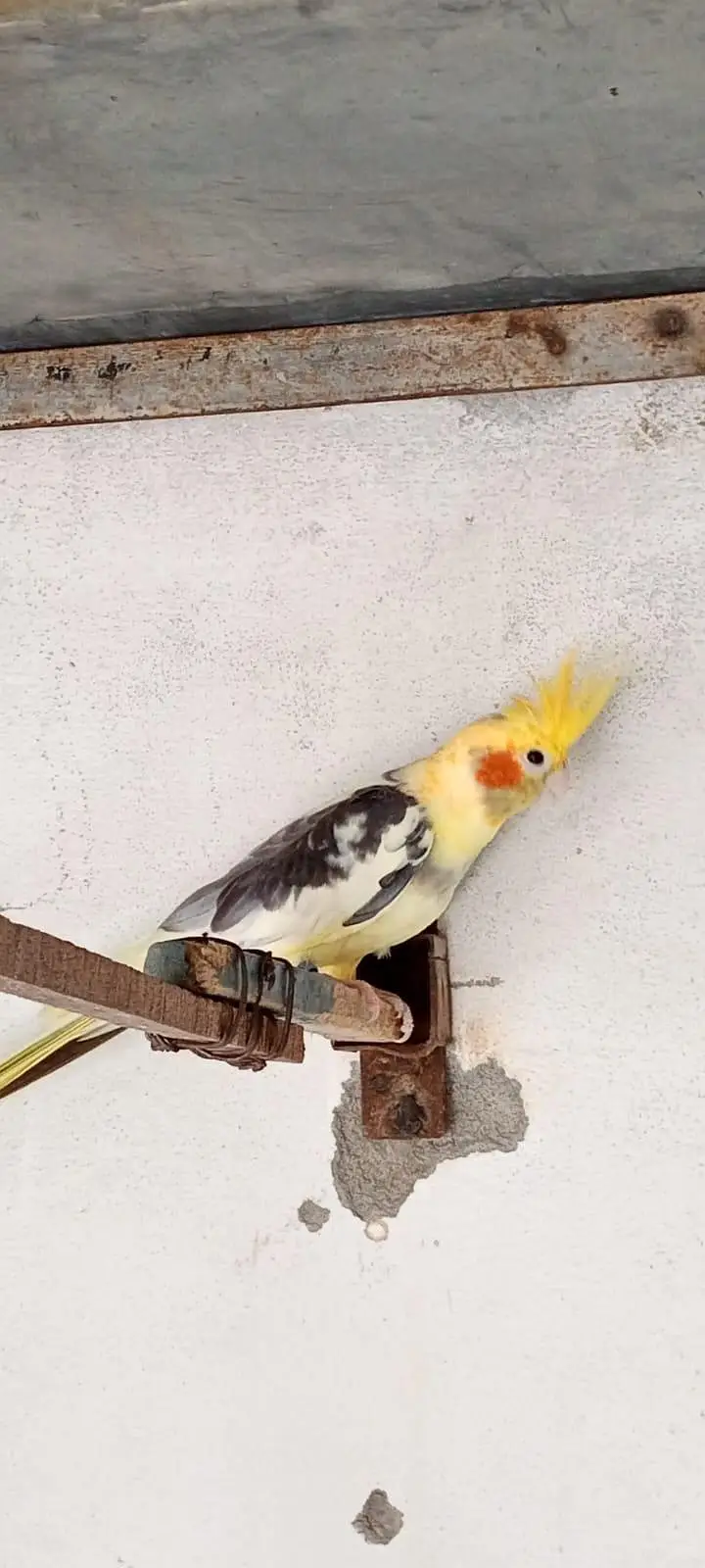 exi cocktiel — photo 5