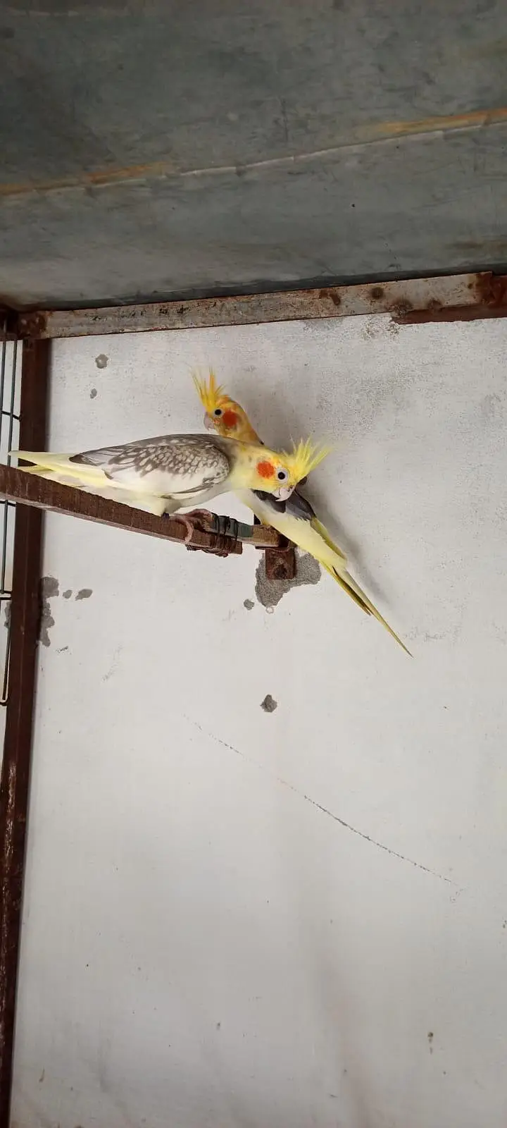 exi cocktiel — photo 6