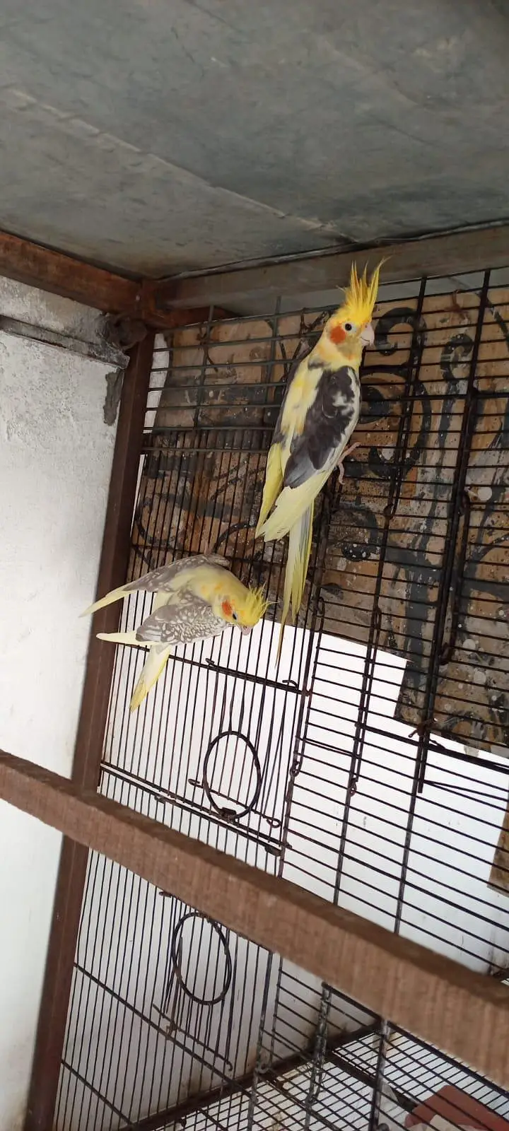 exi cocktiel — photo 7