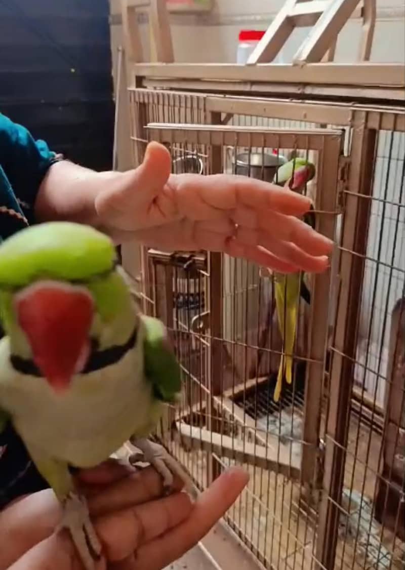 raw parrot 0