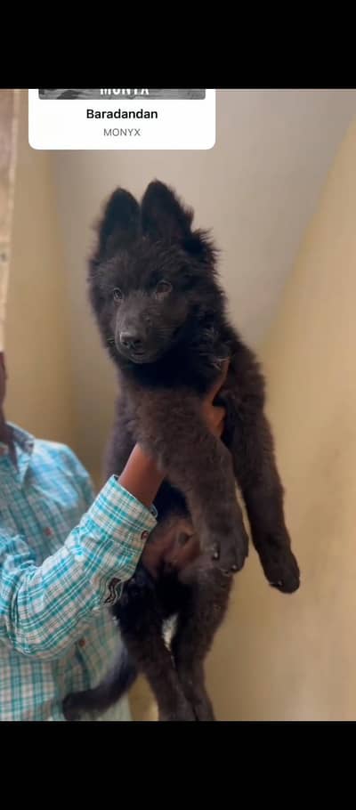 Top Qaulity PedigreeLong Hair Black German shepherd