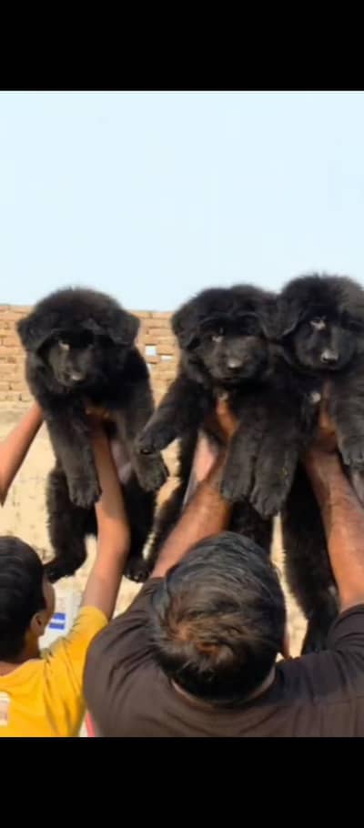 Top Qaulity PedigreeLong Hair Black German shepherd