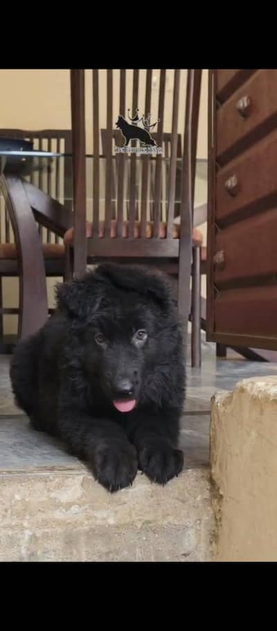 Top Qaulity PedigreeLong Hair Black German shepherd