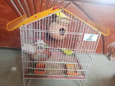 budgie pair with cage