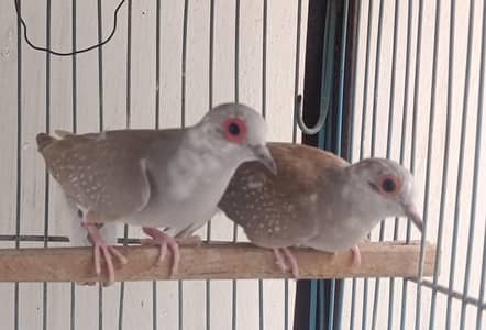 Red pied dove adult pcs 500 per pcs total 3 pcs