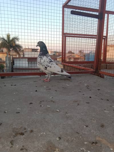 Achay or nasli kabuter hn. breeder & perwazi kabuter hn
