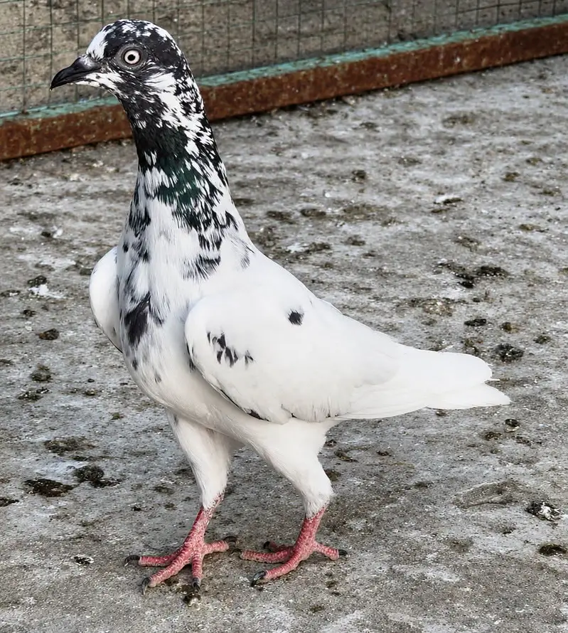 Achay or nasli kabuter hn. breeder & perwazi kabuter hn — photo 2