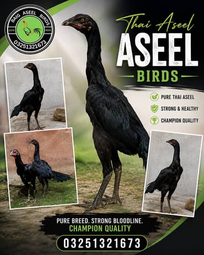 Dragon + Locker | Aseel Thai | Aseel Shamo | Chicks | Aseel birds