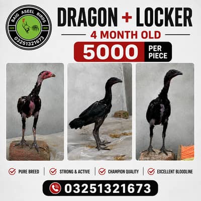 Dragon + Locker | Aseel Thai | Aseel Shamo | Chicks | Aseel birds
