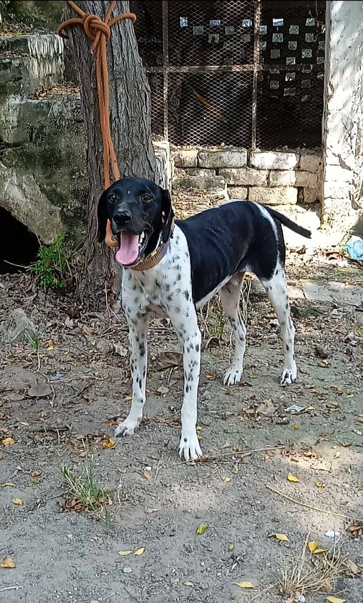pointer Dog 0