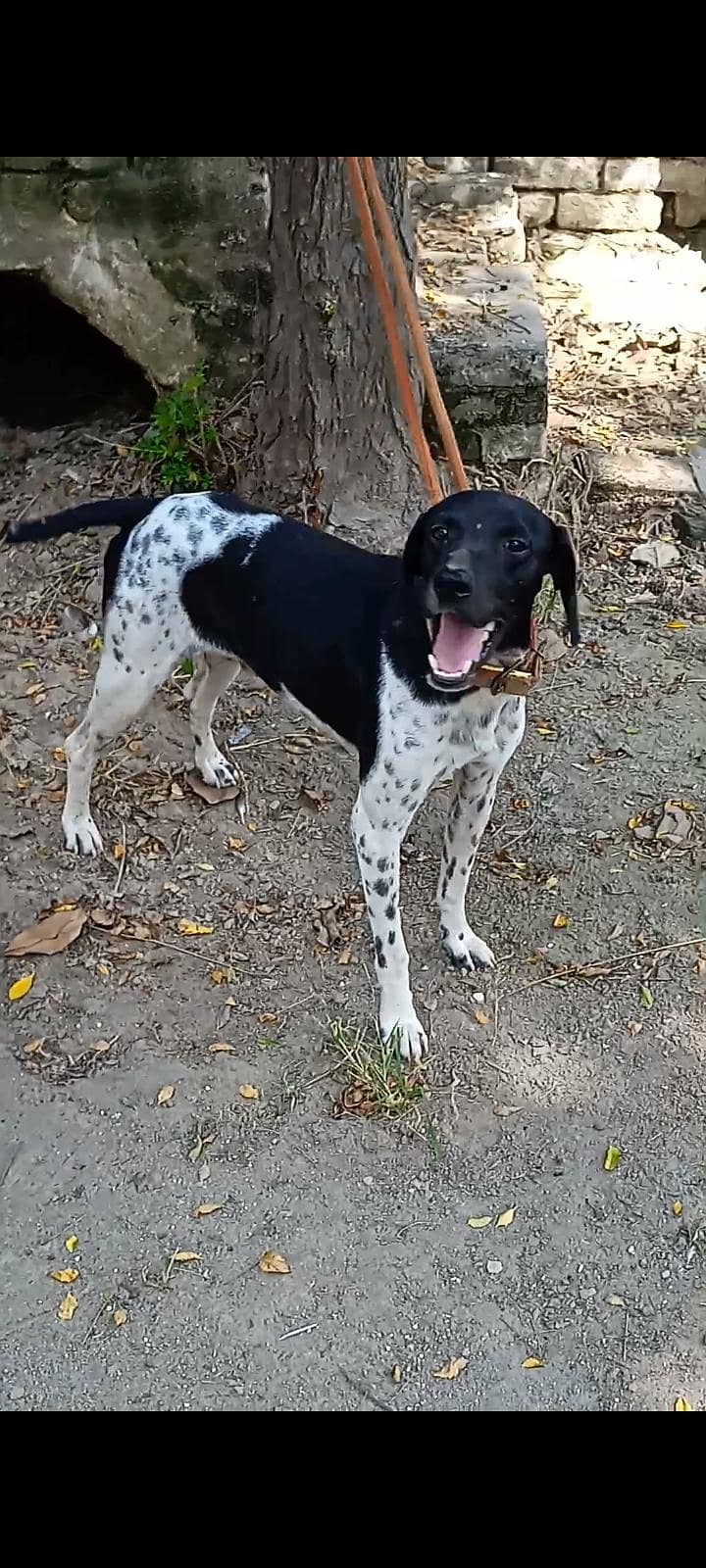 pointer Dog 1