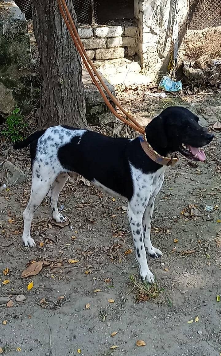 pointer Dog 2