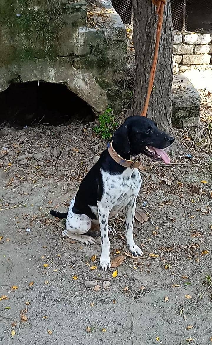 pointer Dog 3