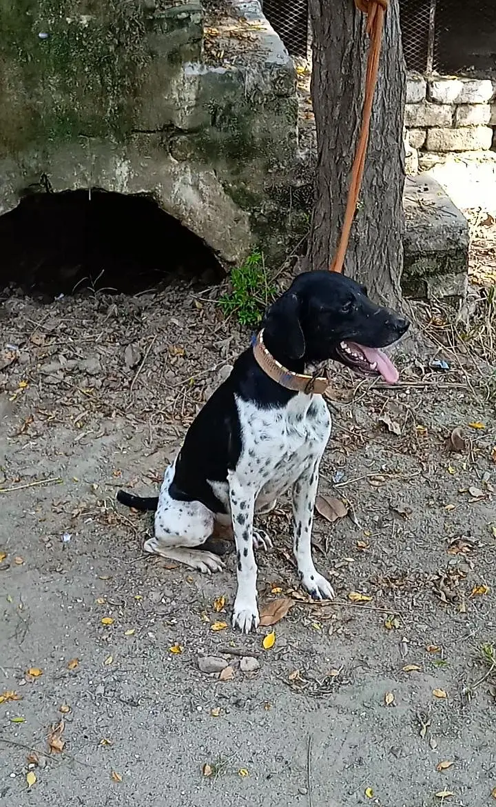 pointer Dog — photo 4