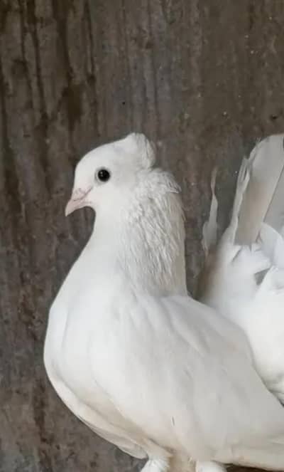 Lucky Kabootar For Sale – Healthy & Beautiful”