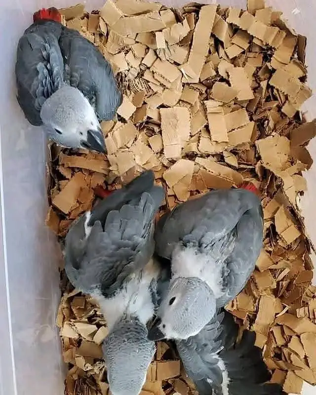 African grey parrot chicks for sale (03098424950) — photo 4