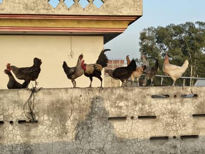 desi hens