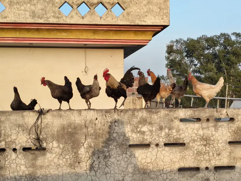 desi hens — photo 2