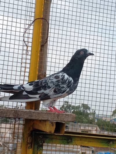 kabotar for sale Bache pathiya pathe golden misse