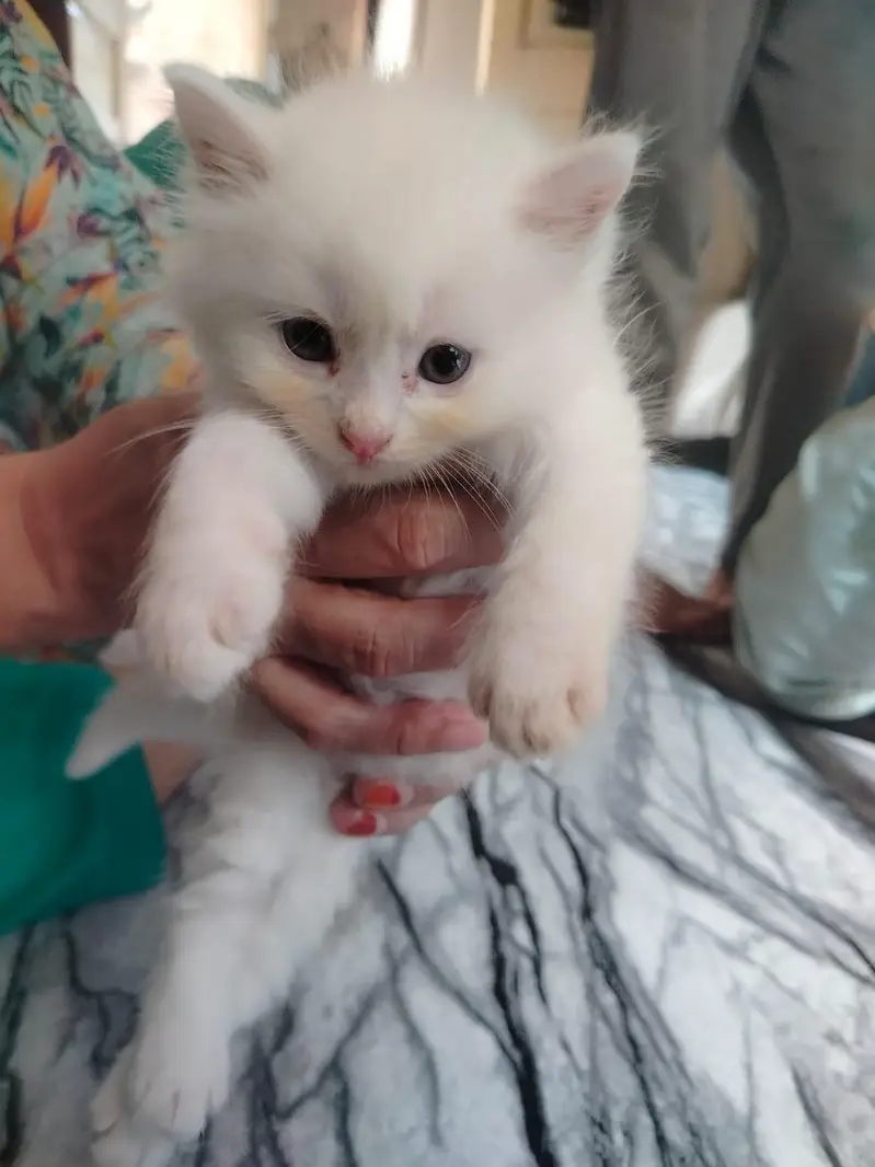 Perssian Kittens with doll faces — photo 3