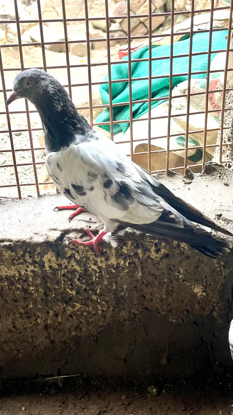 pigen — photo 2