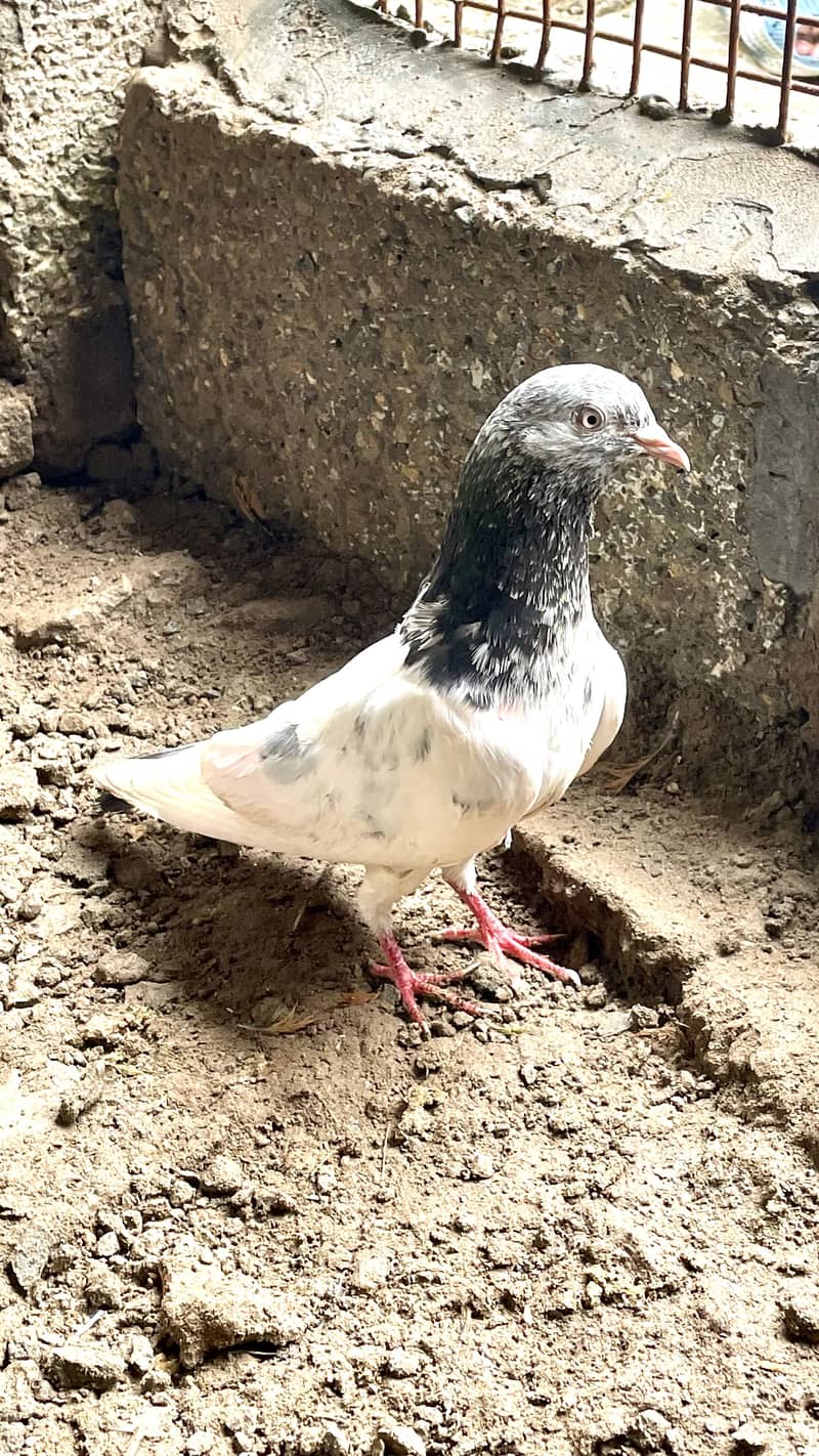 pigen 2