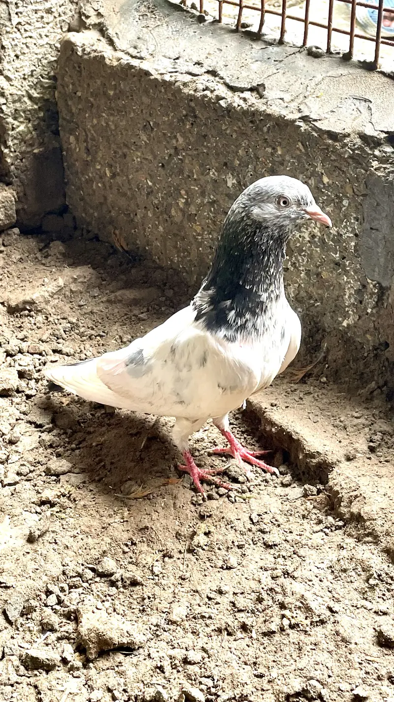 pigen — photo 3