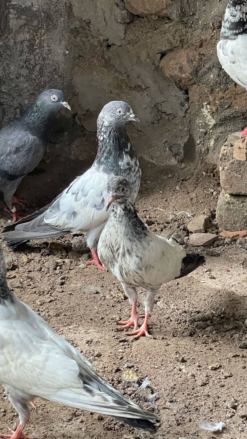 pigen 5