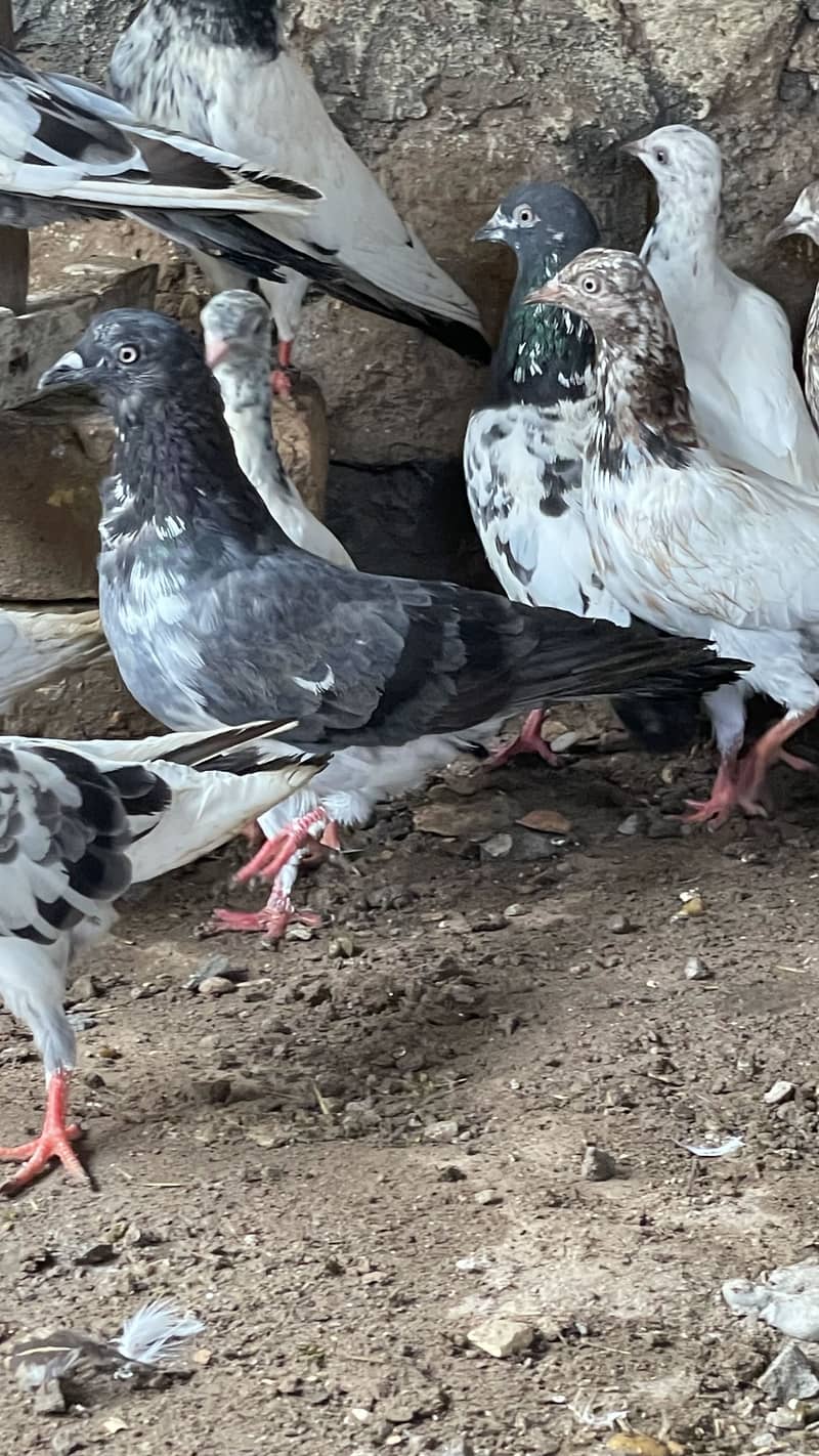 pigen 6