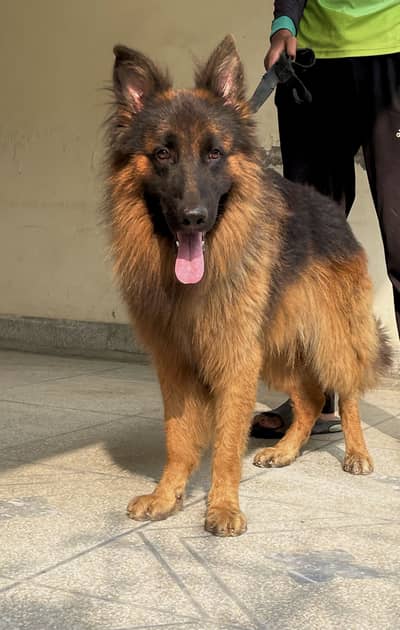 Pink pedigree Long Coat Male For sale