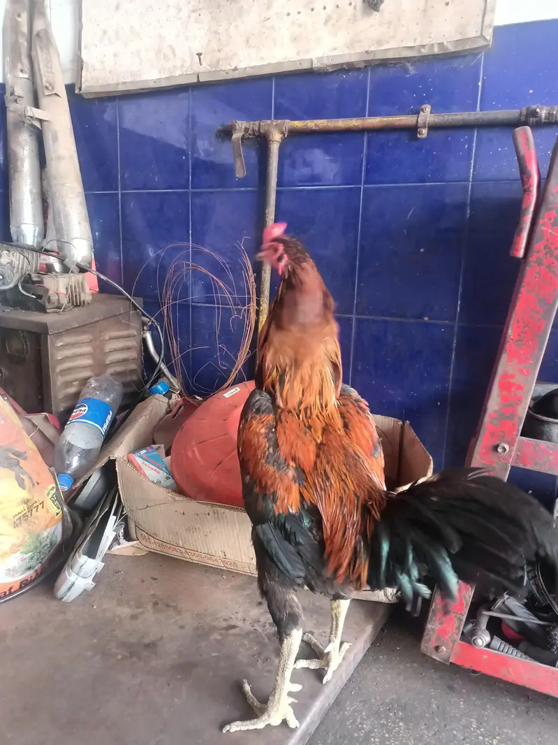 aseel thai pakoya — photo 2