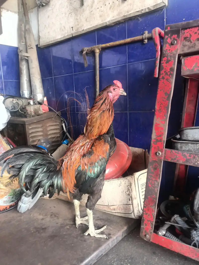 aseel thai pakoya — photo 3