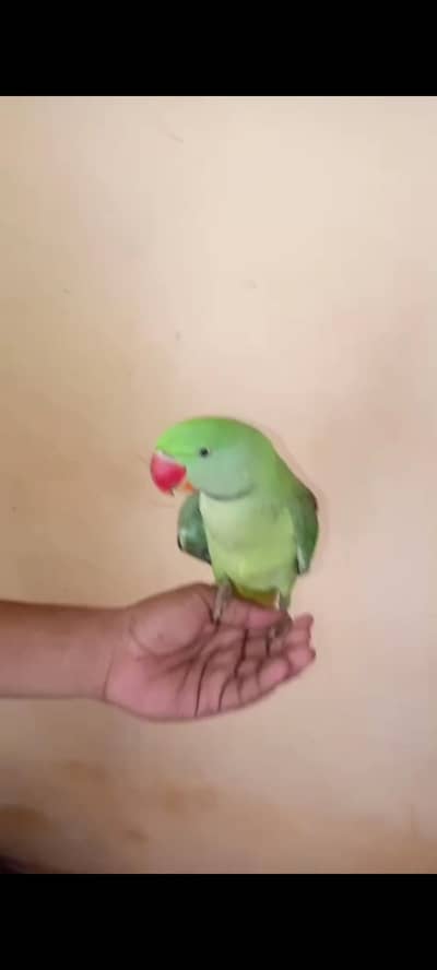 pahari raw parrot hand tame