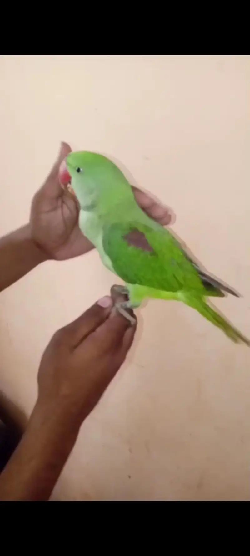 pahari raw parrot hand tame — photo 2