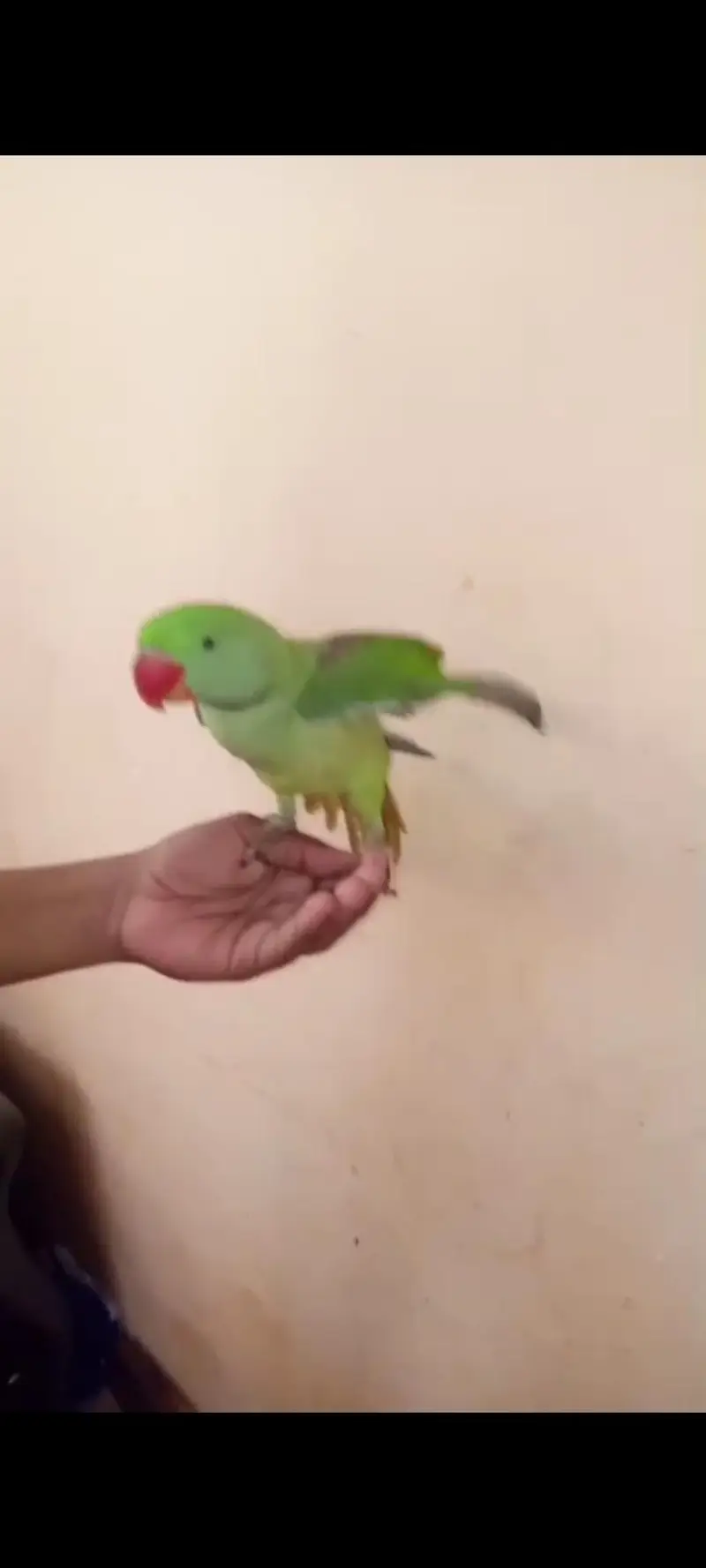 pahari raw parrot hand tame — photo 3