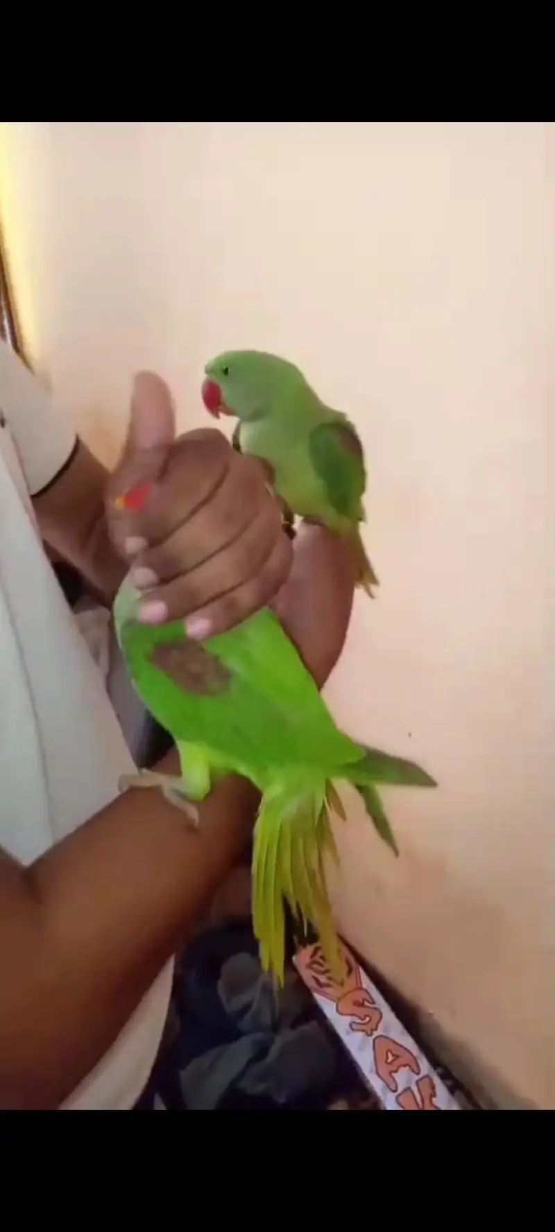 pahari raw parrot hand tame — photo 4