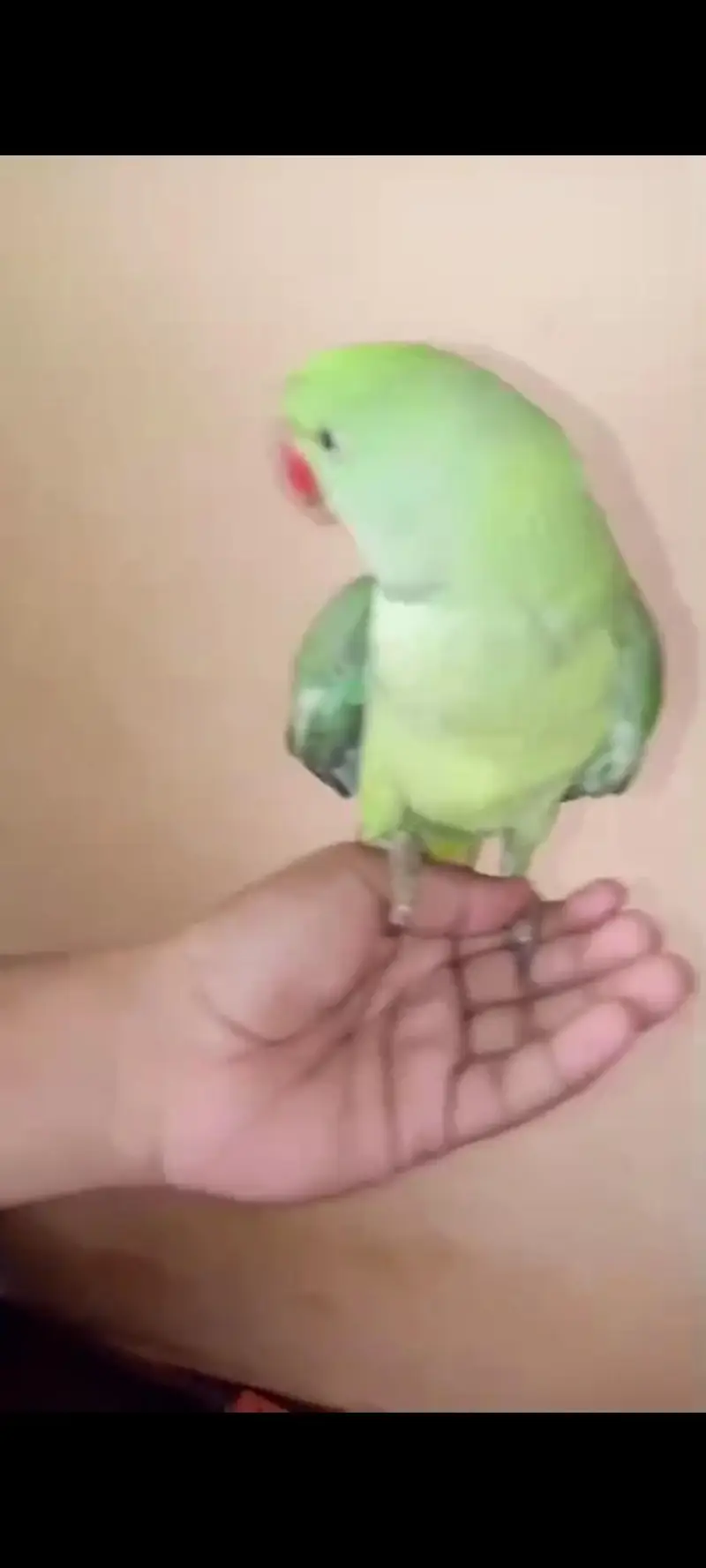pahari raw parrot hand tame — photo 5