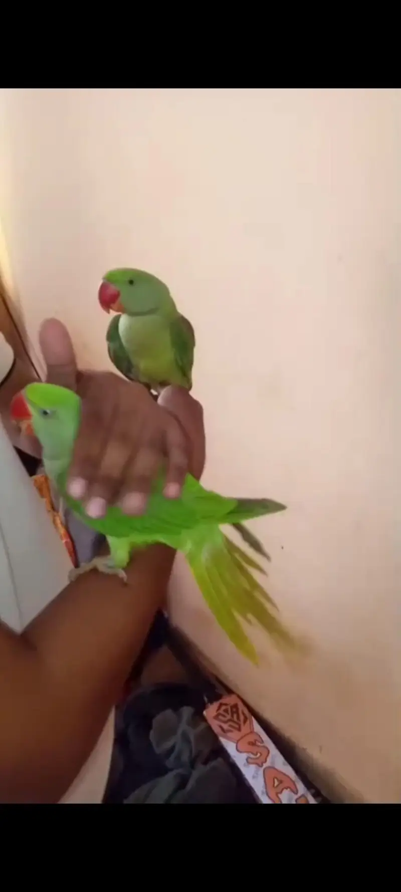 pahari raw parrot hand tame — photo 6